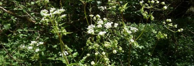 Anthriscus sylvestris - cerfeuil des bois