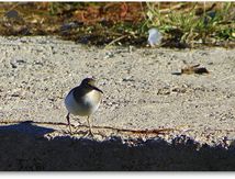 Chevalier guignette - Actitis hypoleucos - Charadriiformes