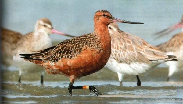 Ces extraordinaires oiseaux migrateurs.