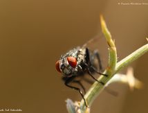 Mouche à damier (Sarcophaga carnaria)