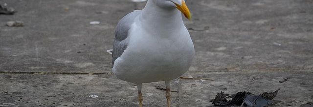 Jardin des Tuileries : Goéland argenté 