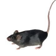 nouvelle thérapie génique à partir de polymères biodégradables