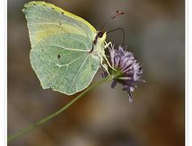Citron de Provence (Gonepteryx cleopatra)