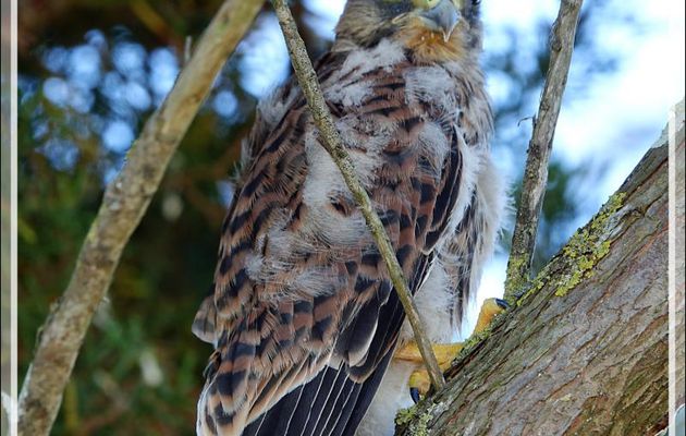 Le poussin d'Emouchet ou Faucon crécerelle, Common Kestrel (Falco tinnunculus) a bien grandi ! - La Couarde-sur-Mer - Ile de Ré - 17