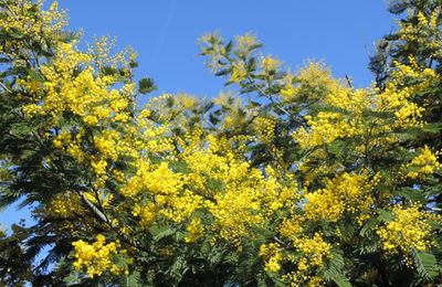 mon mimosa en fleurs et ...