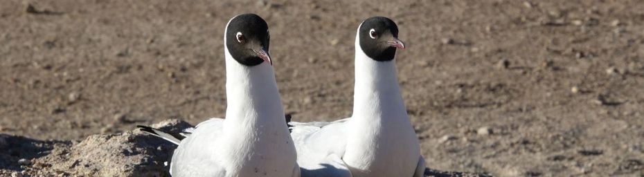Atacama ~ Les oiseaux de l'Altiplano