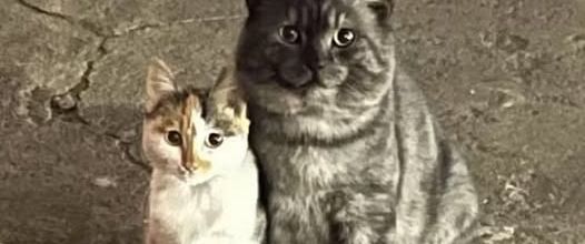 Accrochés l’un à l’autre