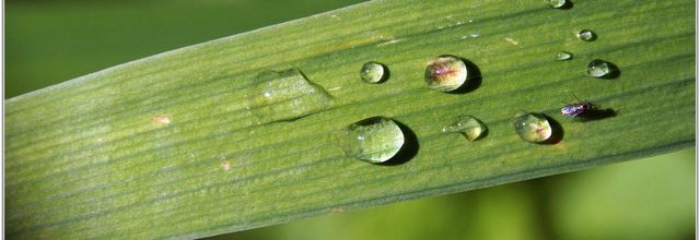 Goutte d'eau (5) - Rosée