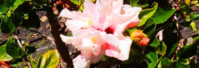 Challenge de Jean-Pierre: les fleurs ( 10 )