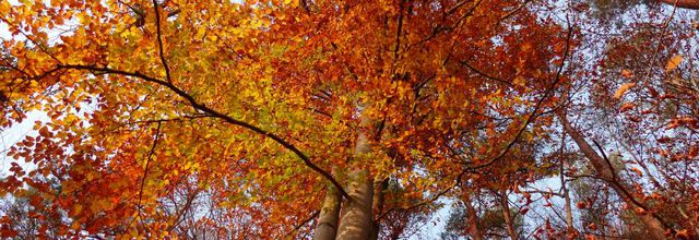 Flamboyants les arbres