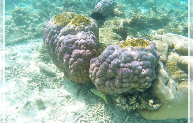 Nouvelle séance de snorkeling : une rare patate colorée au milieu de la grisaille des coraux acropores morts - Moofushi - Atoll d'Ari - Maldives
