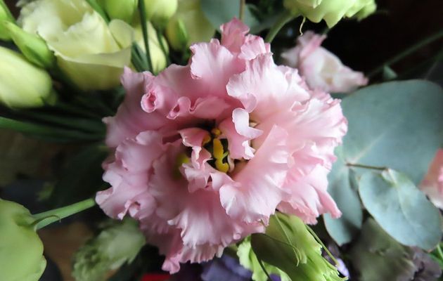 Lisianthus (Eustoma grandiflorum)