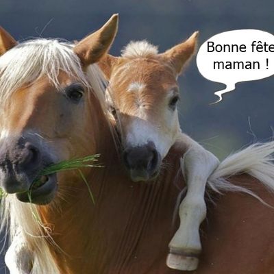Pendant ce temps, en Belgique....