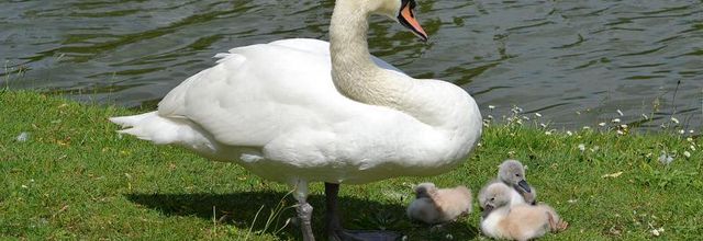 Lac Daumesnil : des nouvelles de ma petite famille cygne
