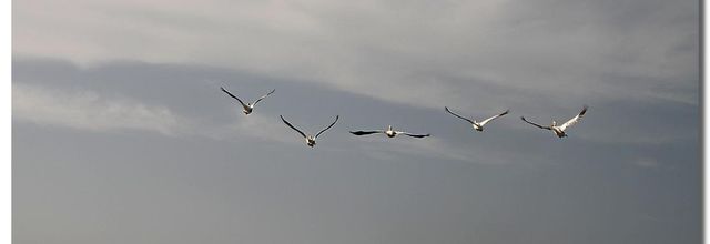 PELICANS DES DJOUDJ SENEGAL