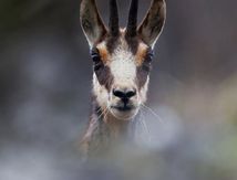 Chasse photographique "Les Chamois"