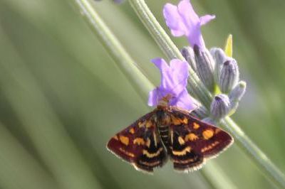 L'Hespérie du Brome