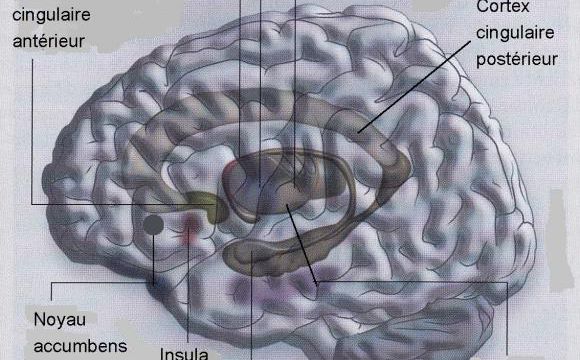 Le cerveau et le contrôle de nos actes.