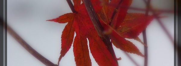 Quand l'automne rencontre l'hiver