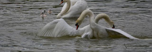 Lac Daumesnil : "Le combat des chefs"