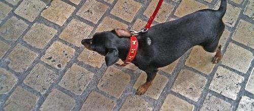 Amies d'Ugo - Ugo's girls friends