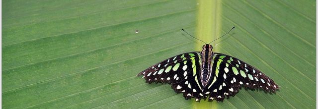 Voilier Vert (2) - Graphium agamemnon