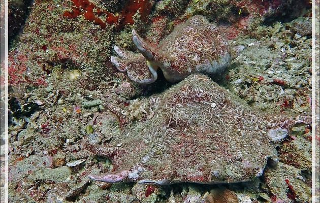 04/11/2019 : Strombe araignée commun sebae, Ptérocéne géant, Common large spider conch, Seba's spider conch (Lambis truncata sebae) - Baleine - Tsarabanjina - Mitsio - Madagascar