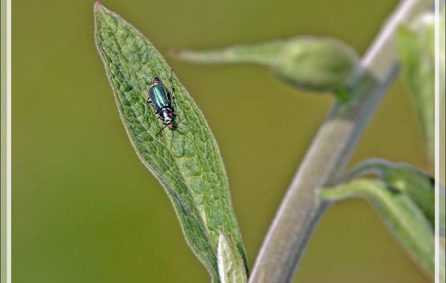 Dasytide (Malachiide), (Clanoptilus sp. probable elegans) femelle - Lartigau - Milhas - 31