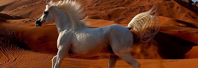 Hunter Irlandais / Irish Hunter (race de cheval)