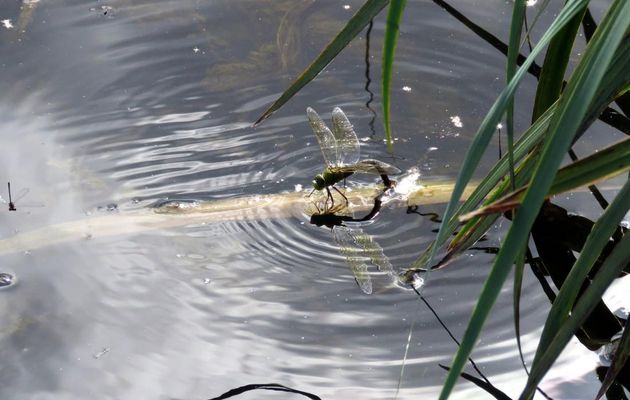 une libellule qui pond 