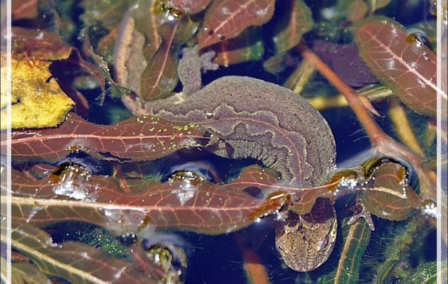 Triton palmé femelle (Lissotriton helveticus) - Lartigau - Milhas - 31
