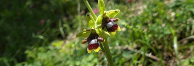 Ophrys aymoninii  -  ophrys d'Aymonin*