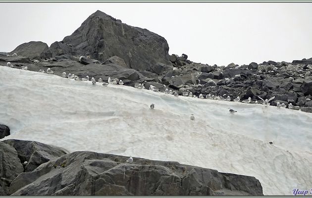 Après une zone moins haute où le glacier peut se déverser, zone squattée par les Goélands Bourgmestres, nous retrouvons les Guillemots - Falaises d'Alkefjellet - Spitzberg - Svalbard - Norvège