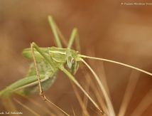 Phaneroptere liliace immature ♀ (Tylopsis lilifolia)