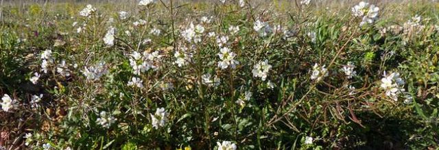 Diplotaxis erucoides  -  diplotaxis fausse-roquette