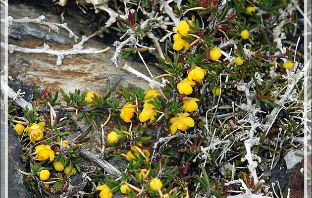 Calafatillo, Calafate enano (Berberis empetrifolia) - Lago Guillermo - Estancia Cristina - Lago Argentino - Patagonie - Argentine