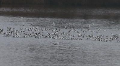 AU TEICH EN JANVIER (1/2)
