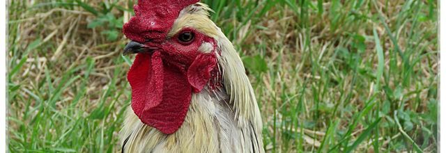 DES OISEAUX BIEN DE CHEZ NOUS 2020