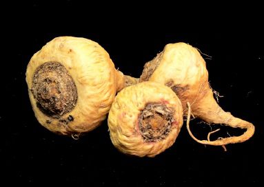 MACA:stimulant sexuel/fertilité et beaucoup +