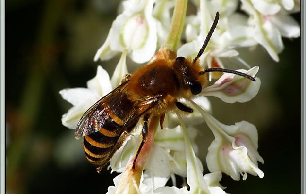 Abeille solitaire Collète (Colletes sp) sur Renouée grimpante (Vrillée du Turkestan ou de Boukhara) - Lartigau - Milhas - 31