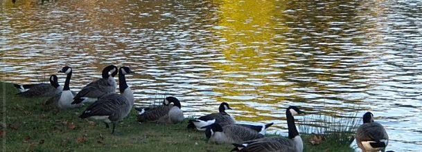 L'automne des oies de Bernache (Lac Daumesnil, Vincennes)