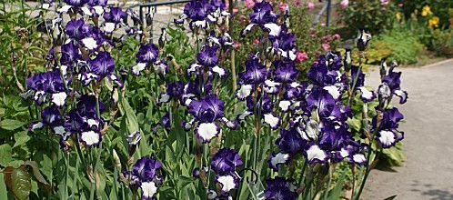 Les Iris