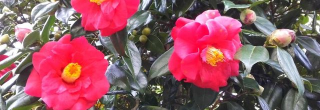 fleurs fidéles 
