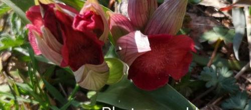 Orchidées 
