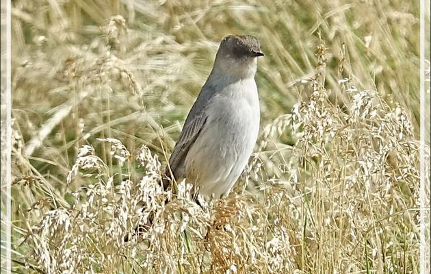 Dormilon bistré, Dark-faced Ground Tyrant (Muscisaxicola maclovianus) - New Island - Falkland (Malvinas, Malouines) - Grande-Bretagne