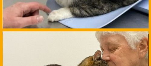 Une chatte de 21 ans retrouve un foyer