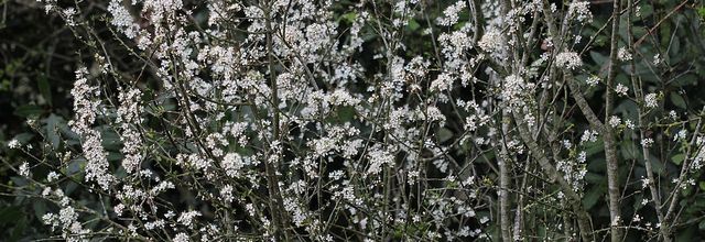 Les arbustes de ce printemps au jardin