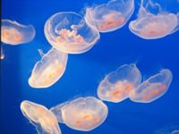Piqûre de méduse : risques et solutions