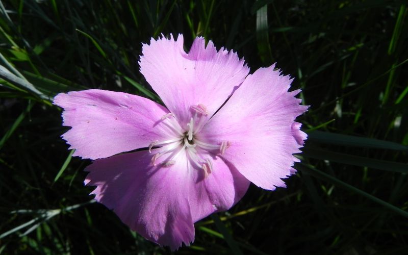 mes fleurs du jour !