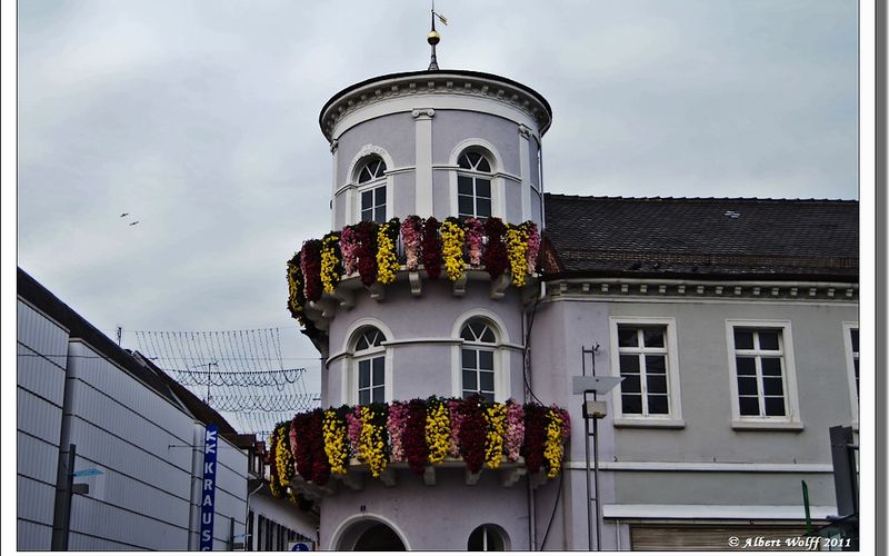 La fête du chrysanthème - part 1.